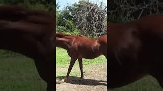 BEAUTIFUL HORSE #shorts #horse #viral #kuda