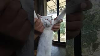 #cat .