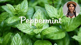 Peppermint: Natural Relief for Digestion, Pain, Headaches, IBS, Respiratory & Oral Health and More