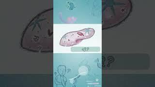 NCERT Diagram 11 #biologydiagrams #neetbiology #neetstrategy #neet #neetpreparation  #ncertdiagrams
