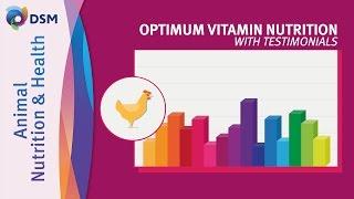 DSM's Vision on Optimum Vitamin Nutrition with Testimonials by DSM Animal Nutrition and Health