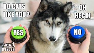 Sad Husky Doesn’t Think CATS Like Him! Talking Buttons!