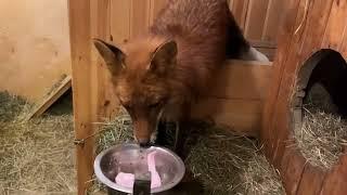 Алиса - лиса. Кормлю всех после работы #животные #лисяо #fox #лиса #милота #кормление #природа