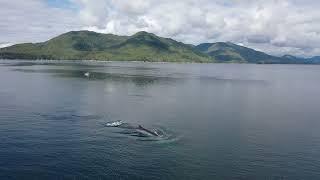 Fin Whale off the shores of the Great Bear Rainforest of northern British Columbia.