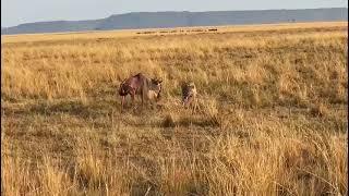 Dance of death : Hyena vs Wildebeest in Epic Battle #wildlife #africa