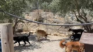 Dino Got Attacked by his Friends! He Needs a New Area! - Takis Shelter