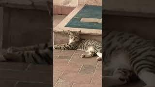 Tusky|Voices |Time to rest|  آرام کا وقت