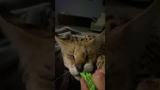 Serval growl with claws