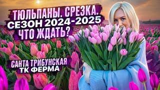 ТЮЛЬПАНЫ. СРЕЗКА. ЧТО ЖДАТЬ В НОВОМ СЕЗОНЕ 2024/2025