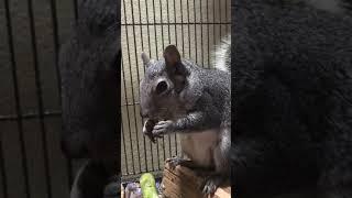 ASMR Miss Flower the Squirrel eats a little chip.