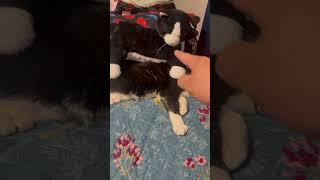 Which cat is real vs plush #cats #tuxedocat #cutecats #plush #pets #shorts