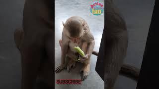 भूखा बंदर funny video#1 #activefun #viral #youtubeshorts #sorts #ytshort #sortsvideo #quotes#funny