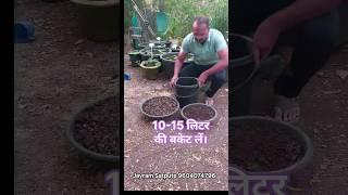 How to grow lotus at home? Lotus care . #garden Fertiliser for lotus and water lily. #terracegarden