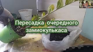 Пересадка очередного замиокулькаса.