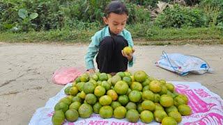 The orphan girl - went to pick tangerines to sell for money to buy food and pay for life.