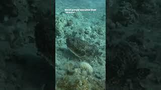 Stonefish | The World's Most Venomous Fish | Are Stonefish Venomous?