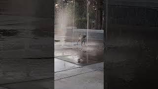 just a moment: Dog at fountain