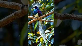 Trending birds video #birds #shorts #shortsfeed #trendingbirds #birdslover