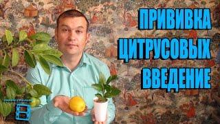 ПРИВИВКА ЦИТРУСОВЫХ (АПЕЛЬСИН, ЛИМОН, МАНДАРИН, КУМКВАТ, ПОМЕЛО). ВВЕДЕНИЕ. ЭКЗОТИКА НА ПОДОКОННИКЕ