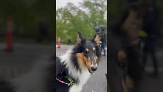 Rainy Sunday Recap ️… #roughcollie #dog #dogsofyoutube #lassie #rainyday #centralpark
