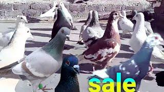 Kabutar sale in delhi 2025 40 शानदार उड़ती लड़की tuke सेल for sale kabutar ki video