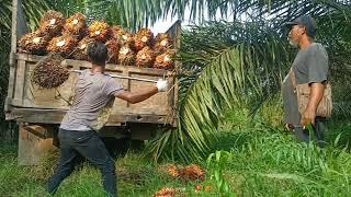 MUAT BUAH KELAPA SAWIT 5 TON MAIN TUNGGAL...WHAT???