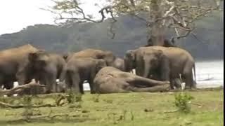 #Heartbreaking Moment #Elephants Respects to #Dead Leader