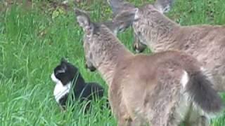 Our Cat and "Deer" Friends