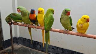 Rainbow lorikeet sounds meaning