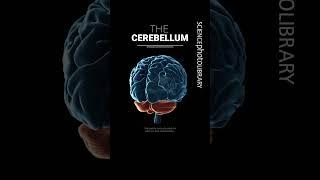 What is the Cerebellum? #STEM #Science #sciencefacts #stemeducation #anatomy