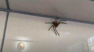 Massive House Spider in Japan #6 ASHIDAKAGUMO（足高蜘蛛） [Kiwi In Japan 159]