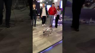 Робопёс на выставке Россия, ВДНХ #russia #робот #андроид #озвучка #robot #android