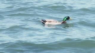 Pure Michigan: Lake St. Clair