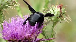 Violet carpenter bee - Xylocopa violacea - Cyprus