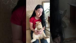 Мы все еще ждем  #питомцы #животные #котики #рыжийкот #cat #кот #питомец #котенок #коты #юмор