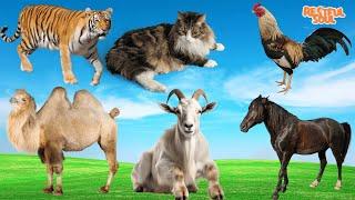 Habitat of Animals: Tiger, Cat, Chicken, Camel, Goat, Horse - Animal Sounds