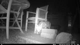 hedgehog and fox sharing