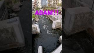This is my pet duck Adam