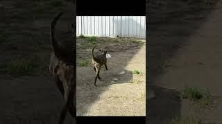 Roxie running around playing with a water bottle #shorts Having a Great Time! #Trending