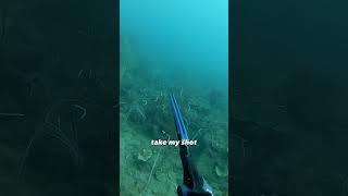 Tusky Spearfishing ️ | Comes into the sound of the anchor  #spearfishing #hunting #fishing