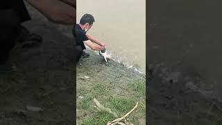 satisfying video, satisfying, oddly satisfying, Satisfying fish  ASMR with Phann Phuy Fishing