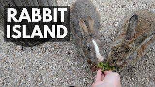 Bunny Island, Japan | Rabbit Island, Okunoshima | Vlog 8 | Lin Nyunt