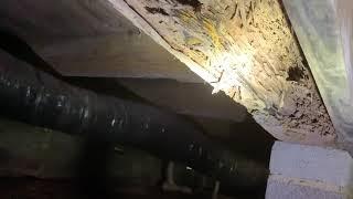 Signs of termite damage inside home