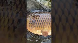 Nice common carp from uk lake and river