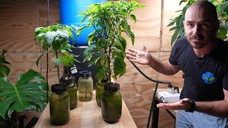 Mason Jar Hydroponic System: Passive & Auto Refilling