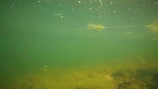 An Underwater View of a Bass Strike