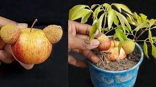 Unique Skils: how to grow lychee in apple fruit