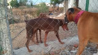 Doberman vs boxer