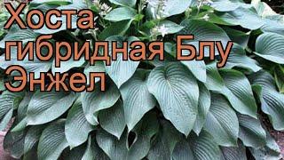 Хоста гибридная Блу Энжел (hosta)  хоста Блу Энжел обзор: как сажать саженцы хосты Блу Энжел