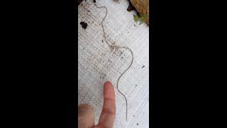 2-Feet Long Horsehair Worm #shorts